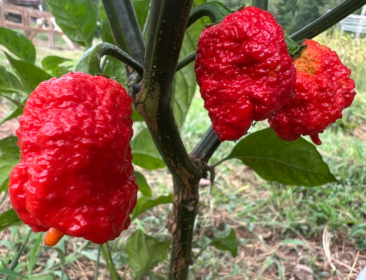 Carolina Reaper