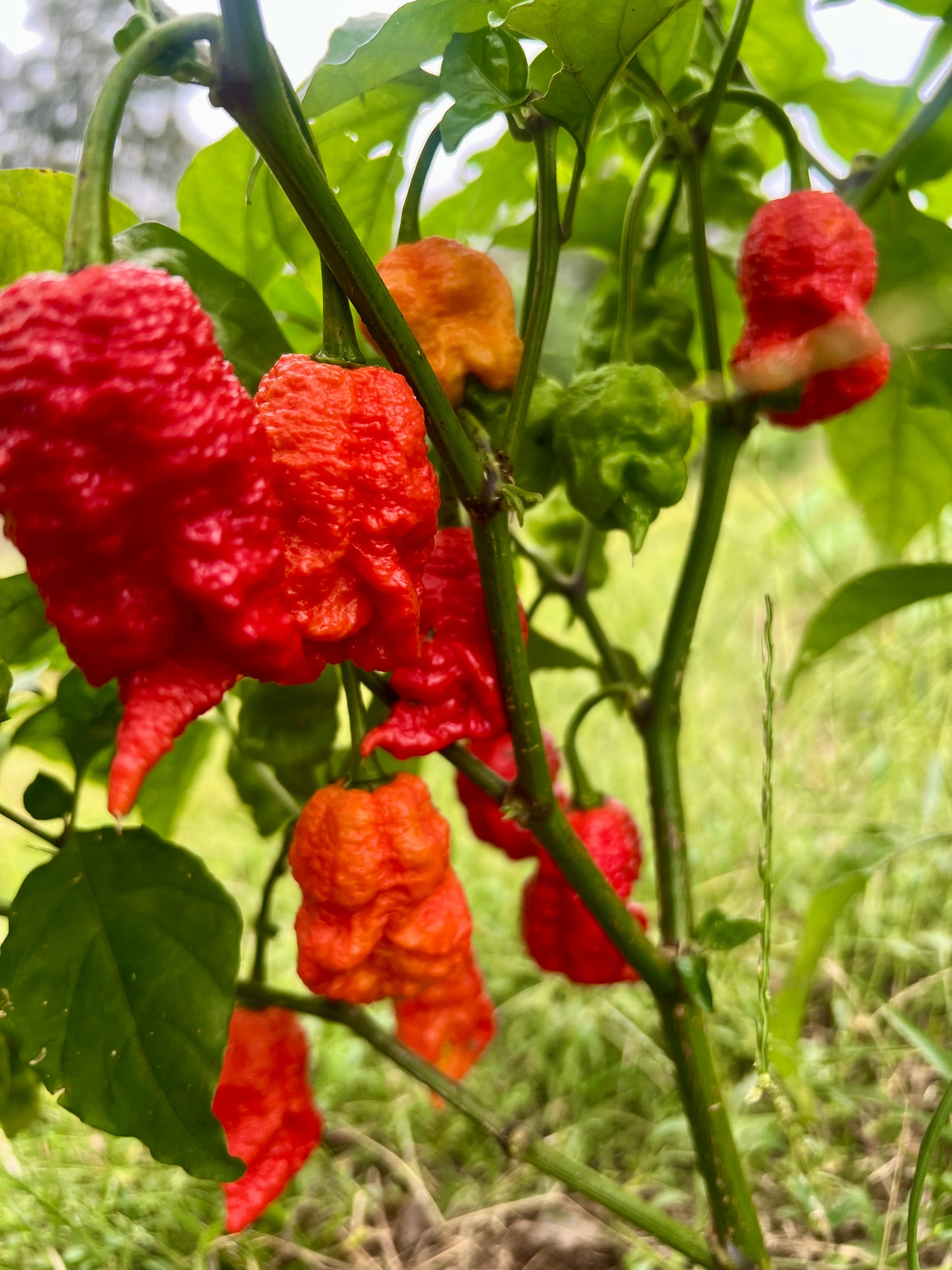 Honey, Carolina Reaper