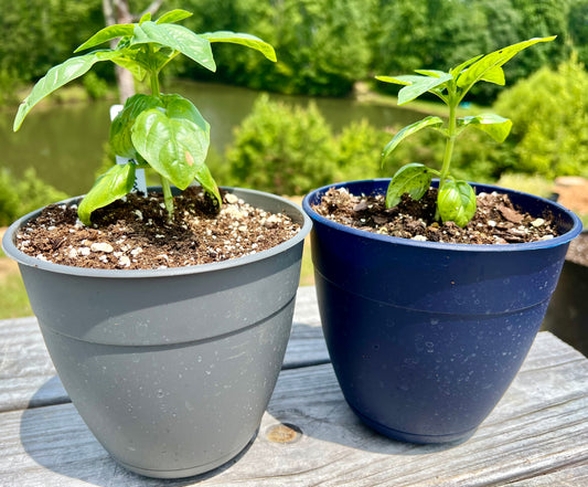 Basil, Genovese Plant