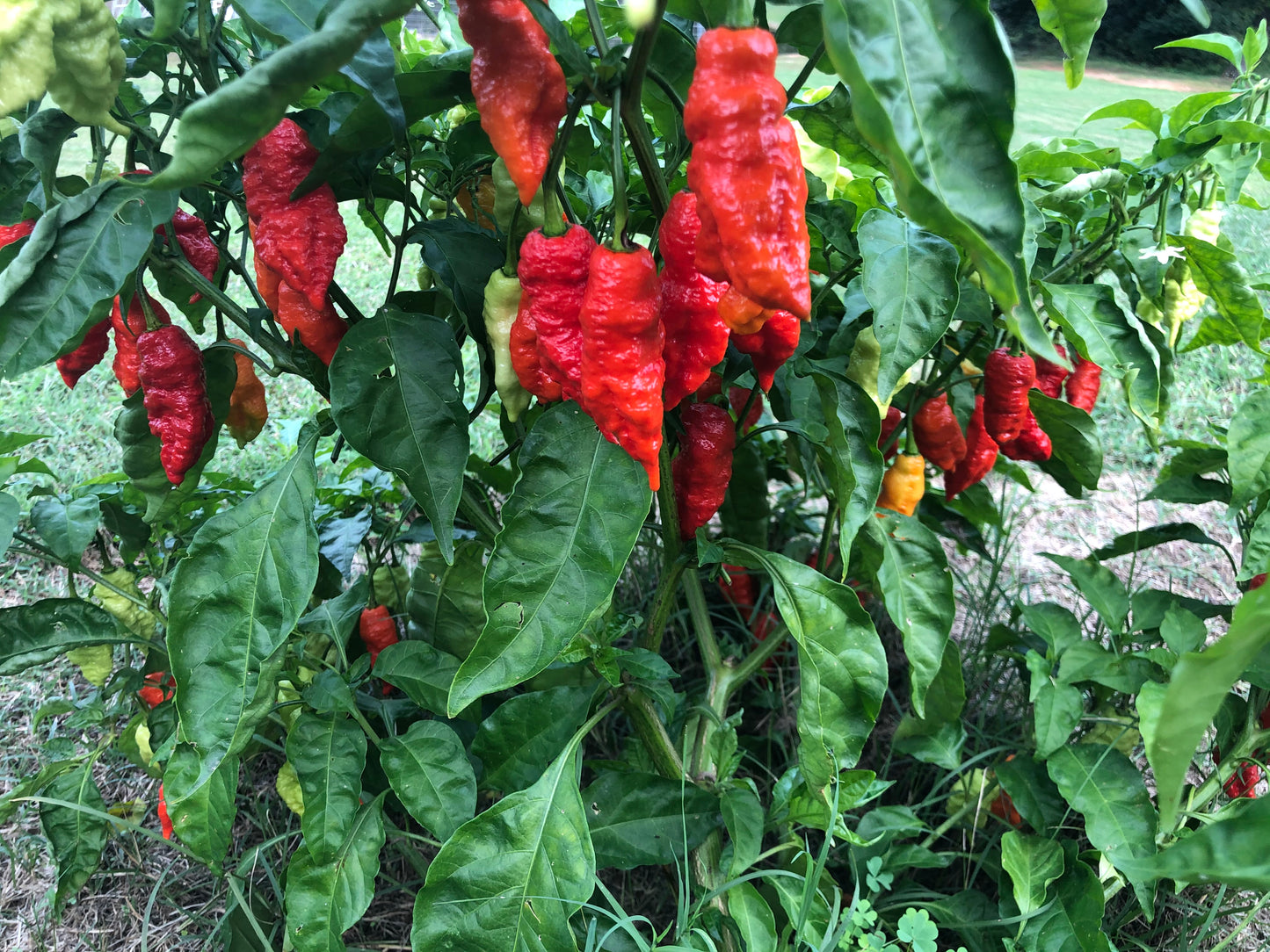 Death Spiral Pepper Plants