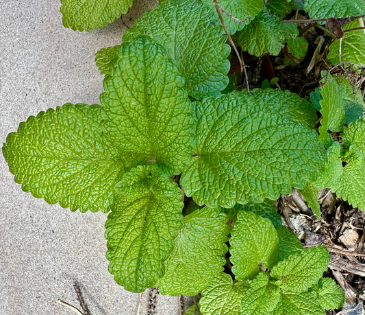 Plants, Lemon Balm