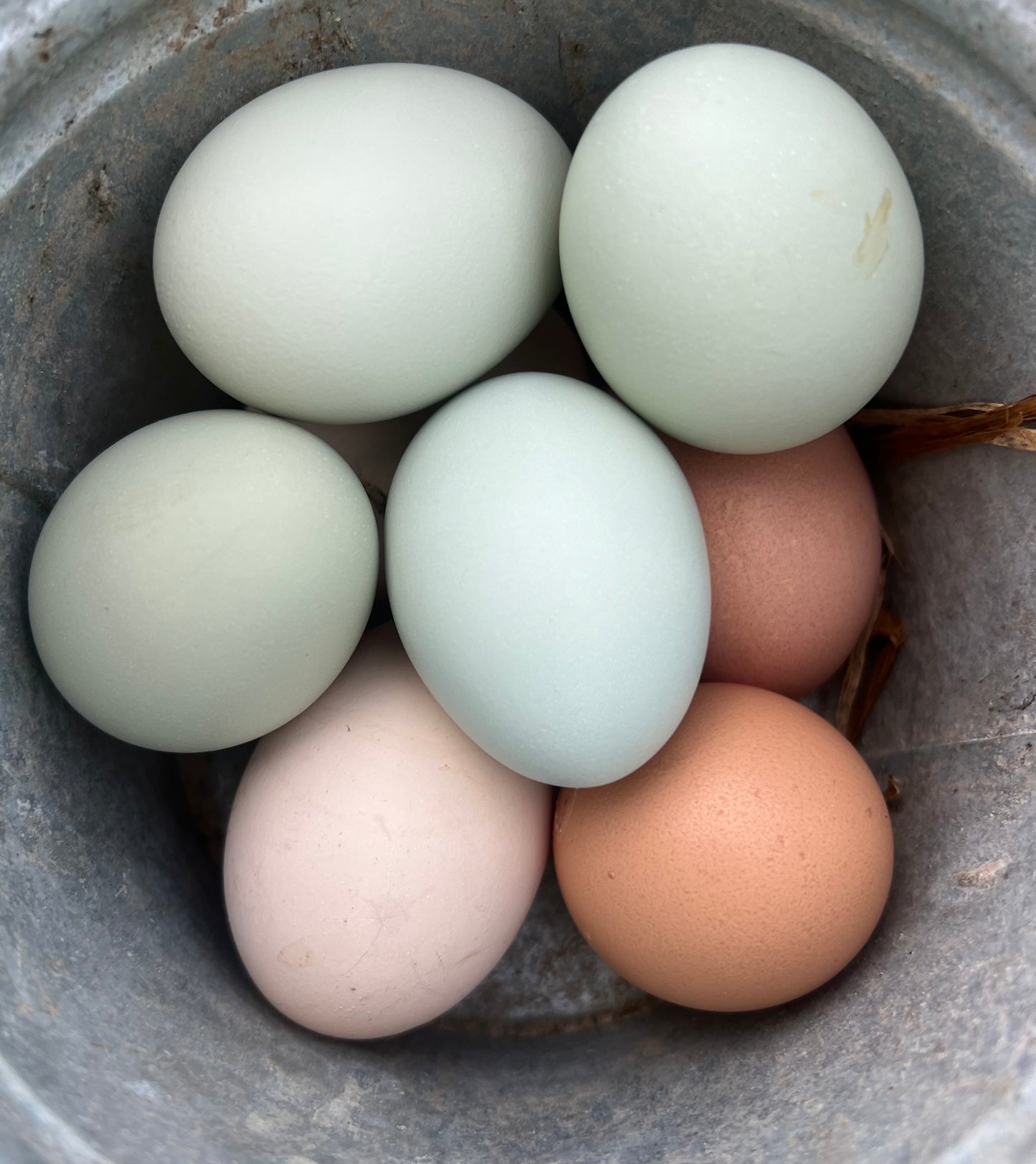 Eggs, chicken. Farm, pasture-raised, free-range. 1 dozen (12). Farm fresh and Freeze Dried.