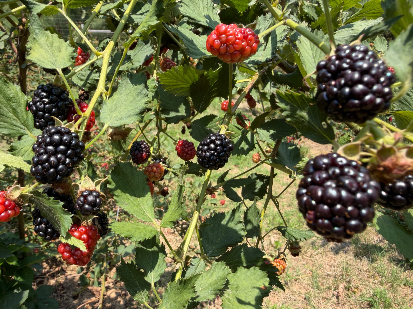 Berries, Blackberries