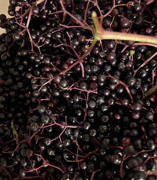 Berries, Elderberries - Fresh, Frozen and Freeze Dried