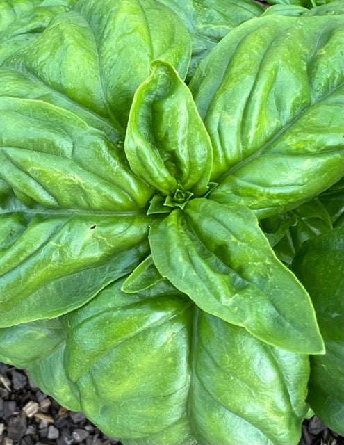 Basil, Sweet