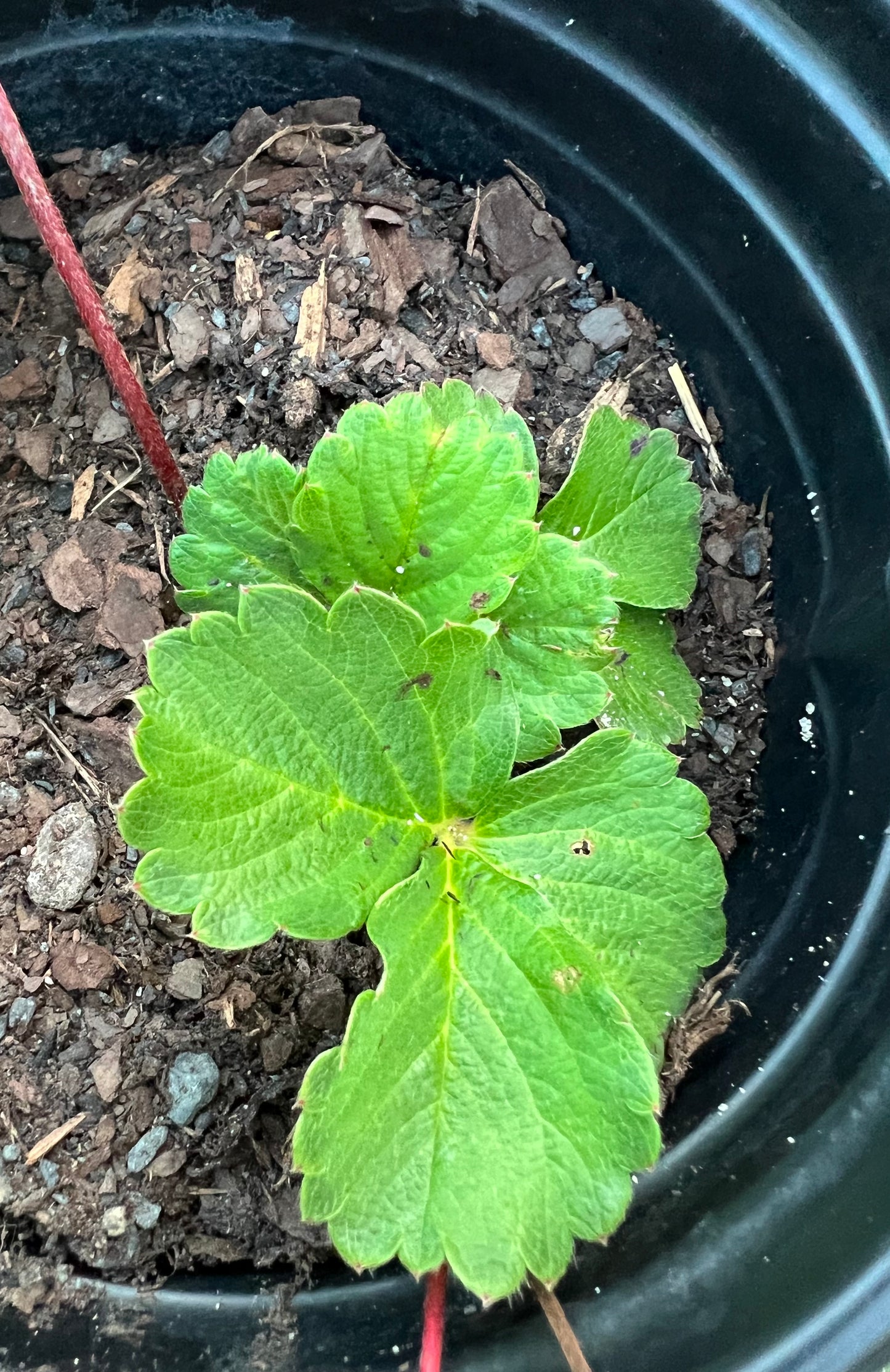 Strawberry Plants, 1 gal.