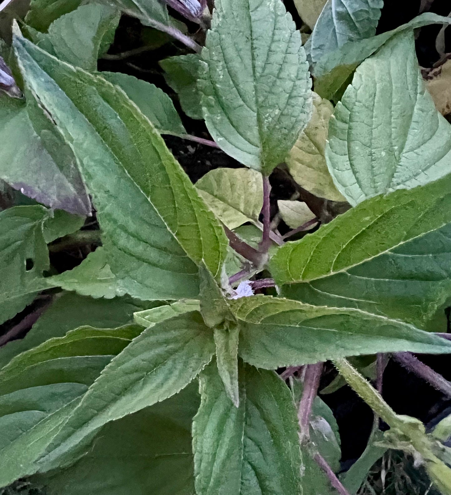 Pineapple Sage