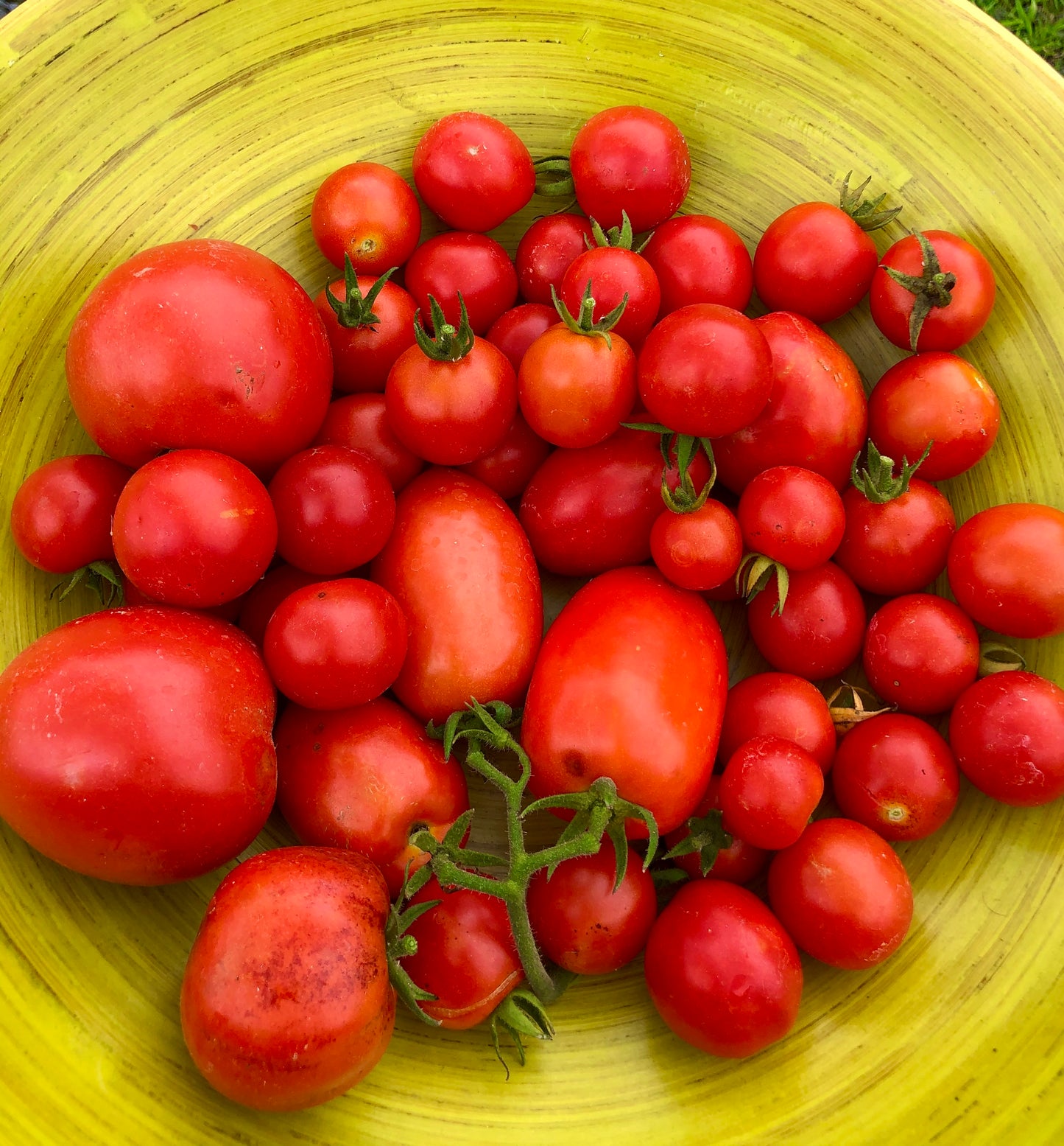 Tomatoes