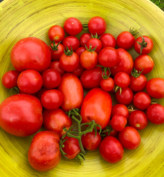 Tomatoes