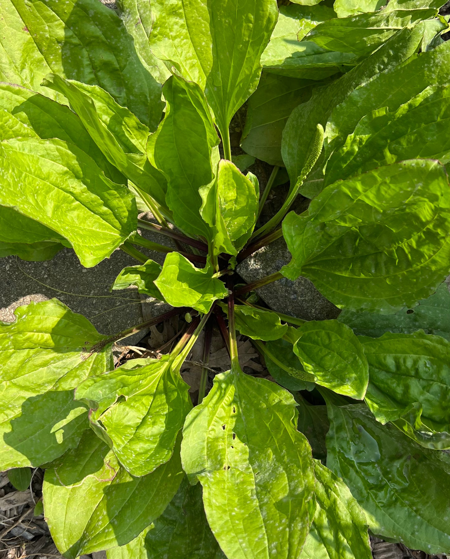 Herbs, Broadleaf Plantain Leaves