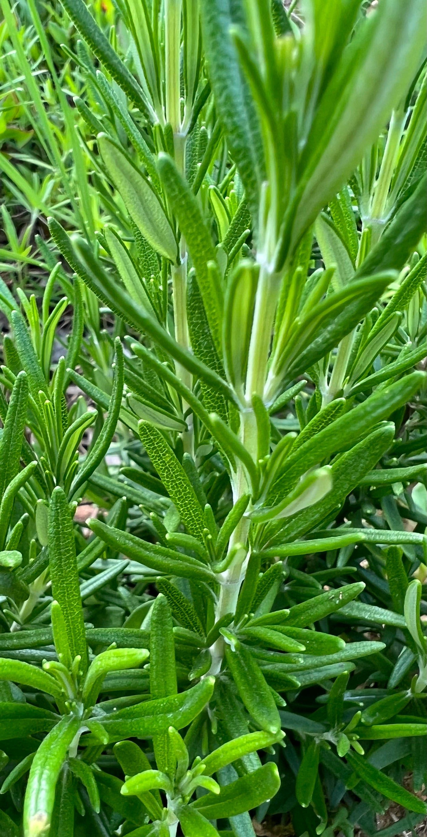 Rosemary sprigs