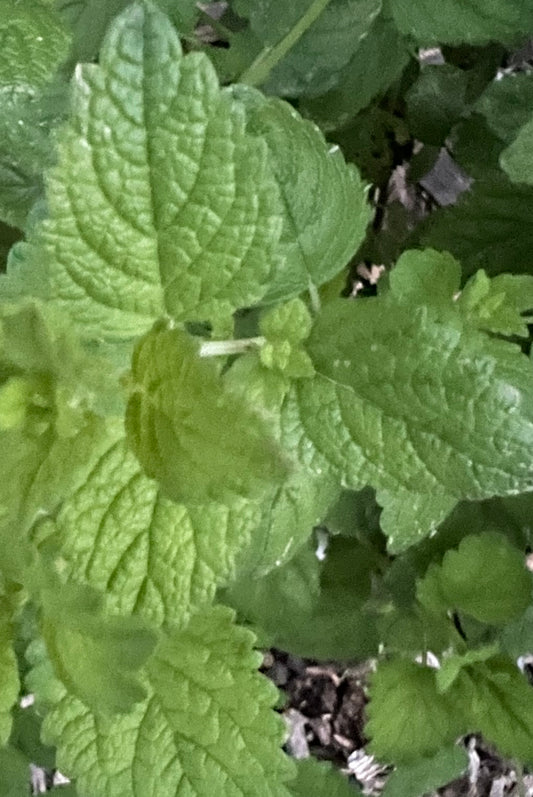 Lemon Balm