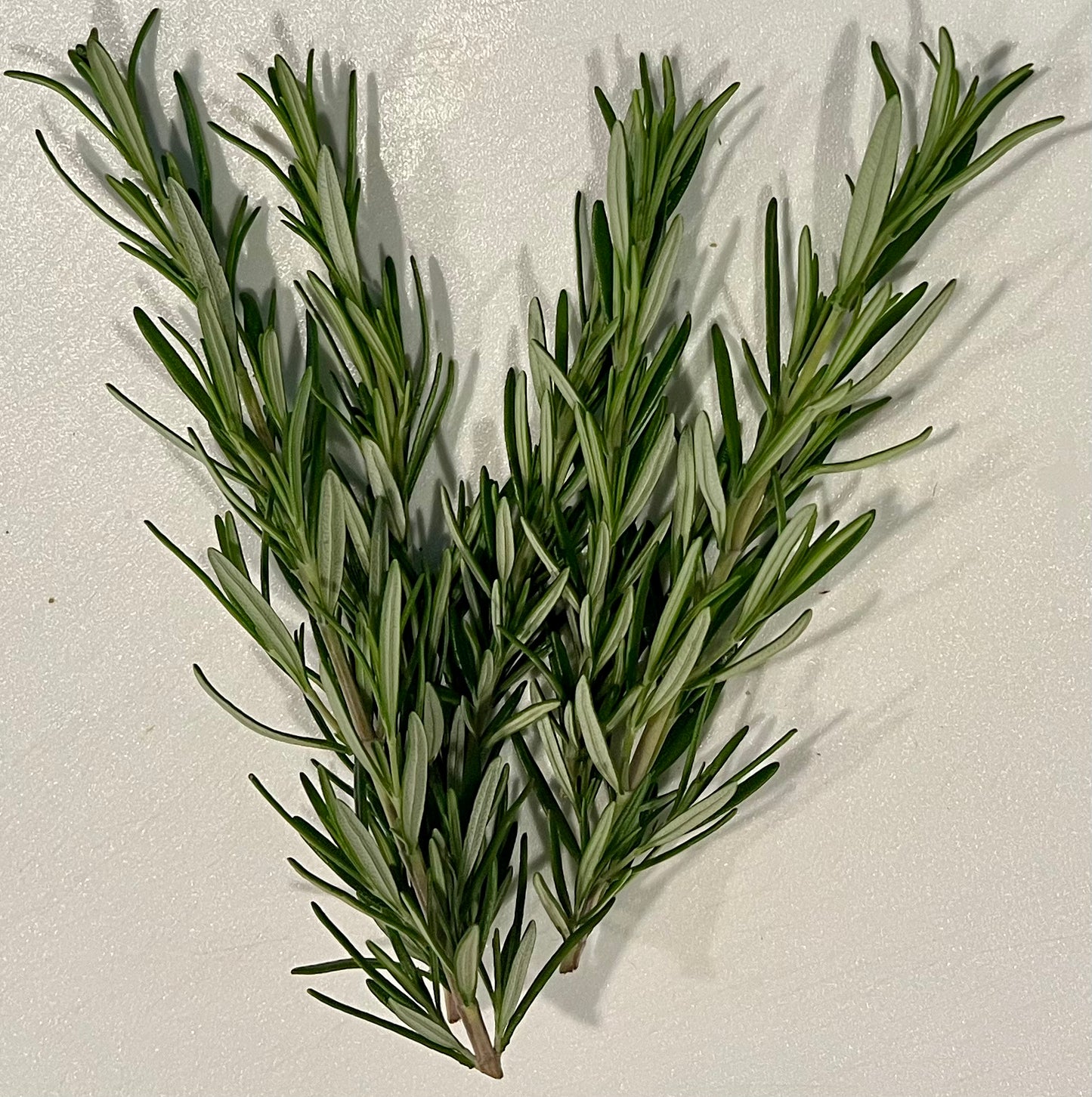 Rosemary sprigs