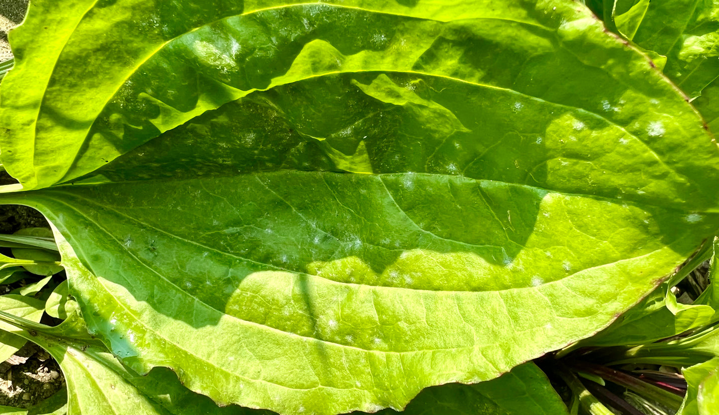 Herbs, Broadleaf Plantain Leaves