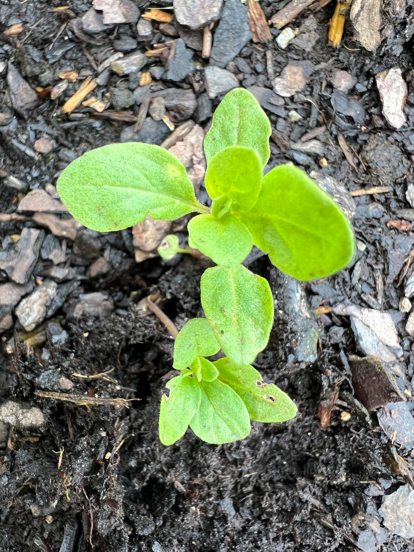 Herbs, Marjoram