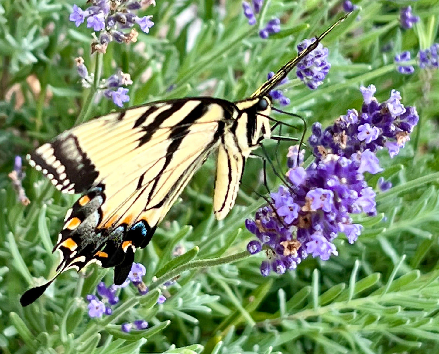 Herbs, Lavender