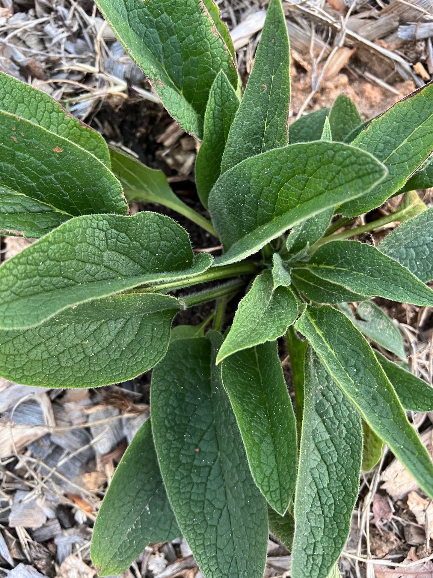 Russian Comfrey