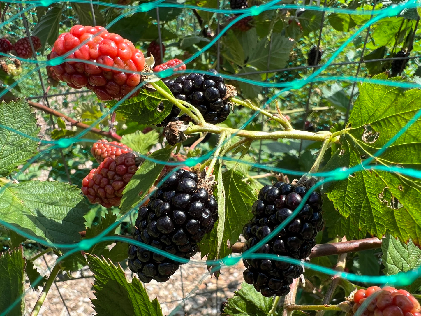 Berries, Blackberries