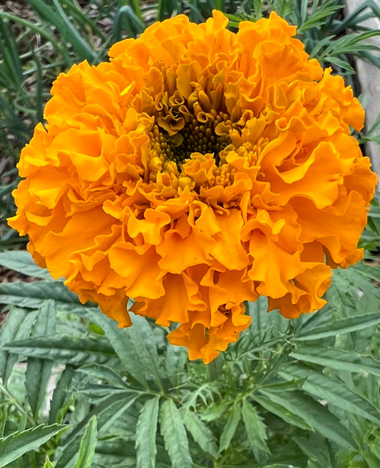 Marigold Flowers