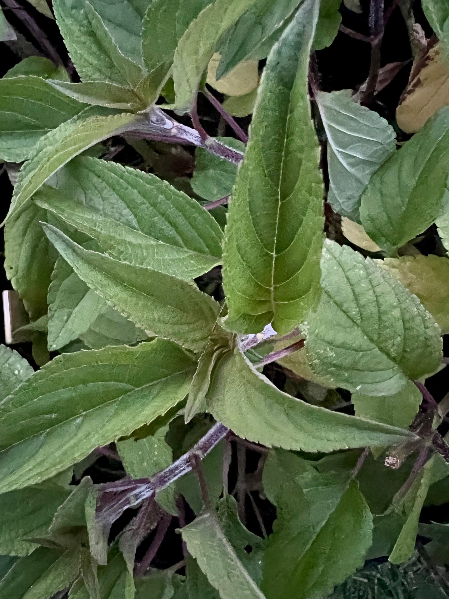 Pineapple Sage