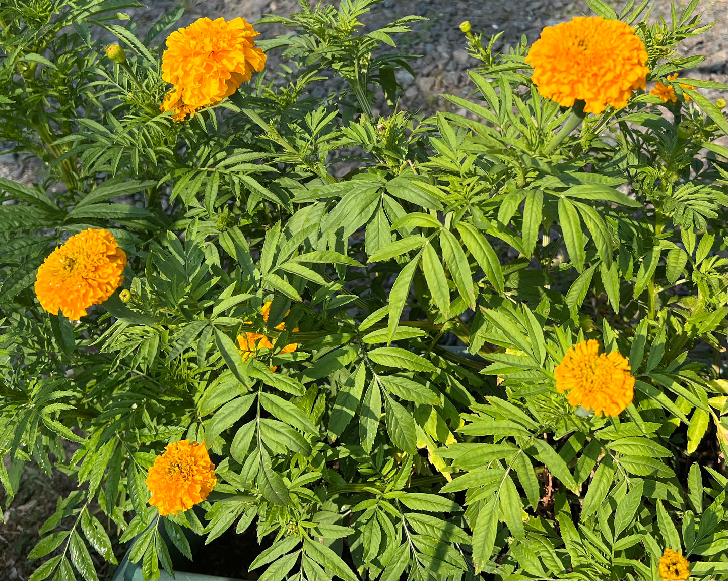 Marigold Flowers