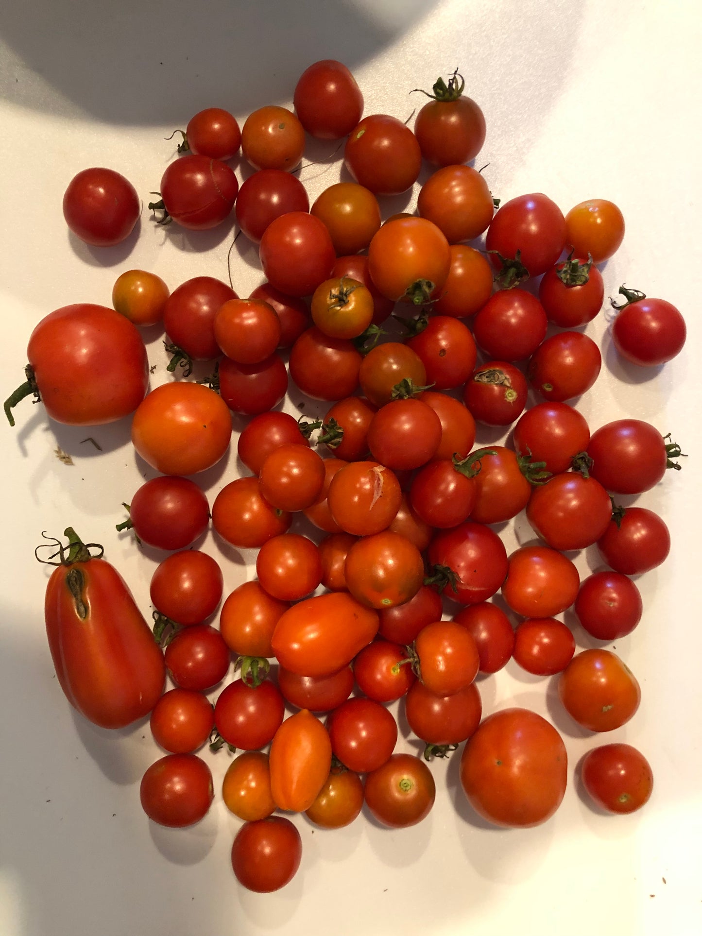 Tomatoes