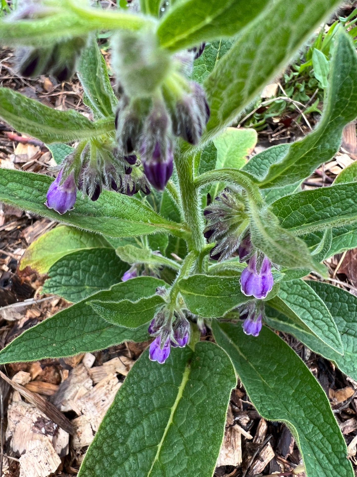 Russian Comfrey