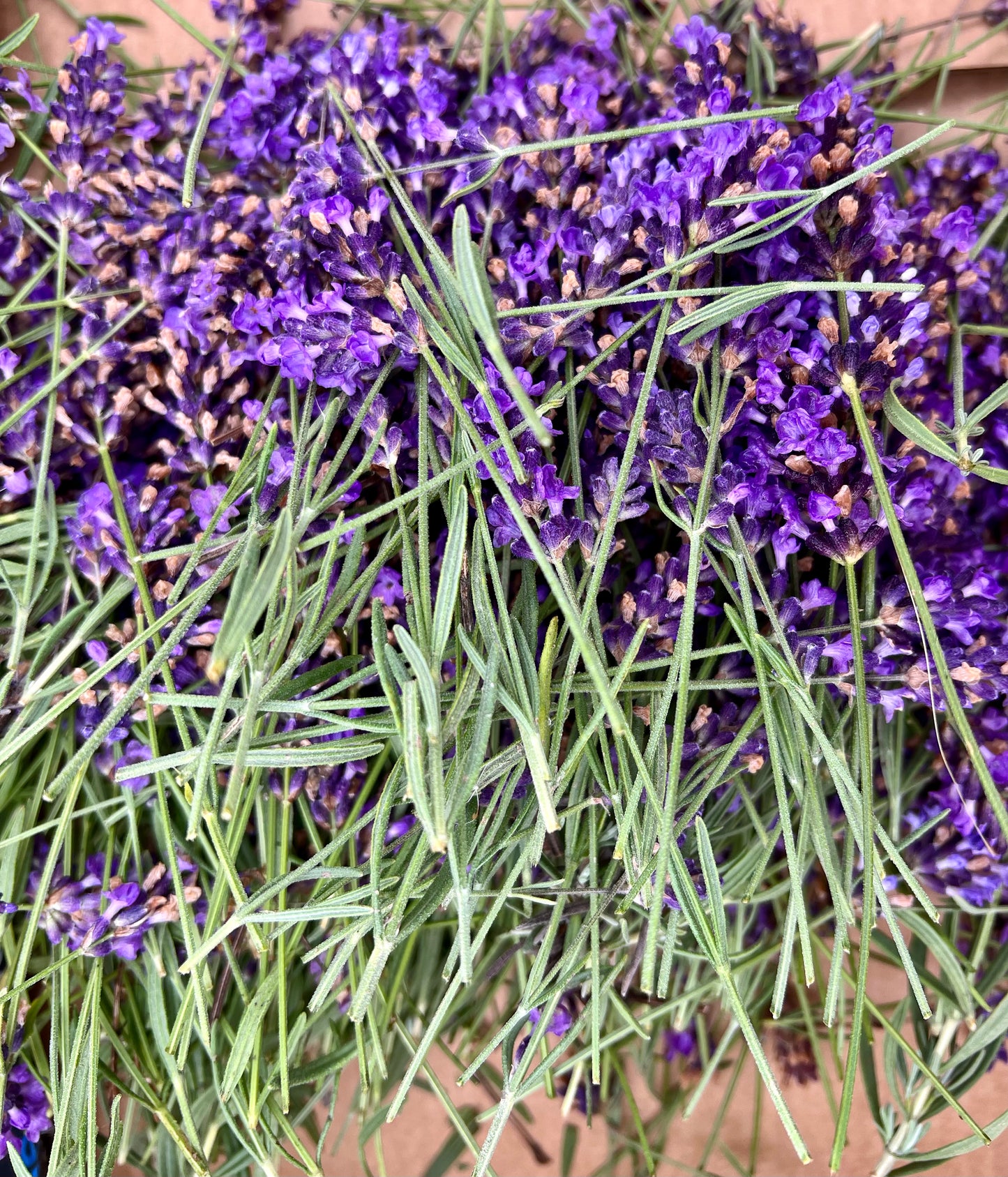 Herbs, Lavender
