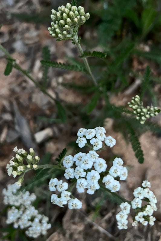 White Yarrow