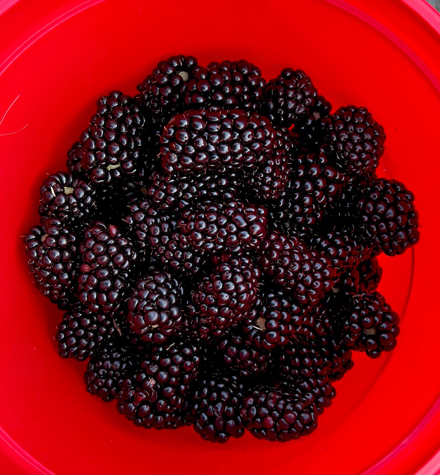 Berries, Blackberries