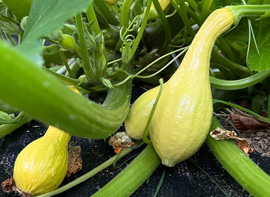 Vegetables, Yellow Squash